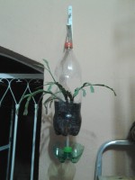 /album/galeria-de-fotos/vaso-de-pet-de-pendurar-jpg/